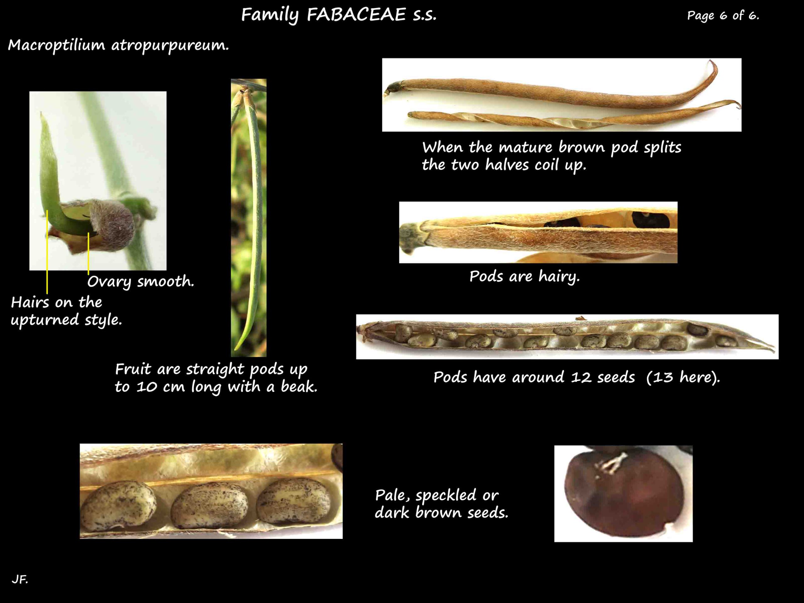 6 Macroptilium pods & seeds